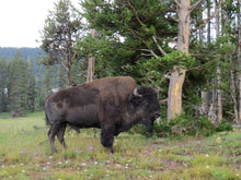 Load image into Gallery viewer, Buffalo II - sold
